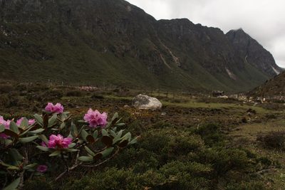 Rhododendron aeruginosum, photographed by Siddarth Machado