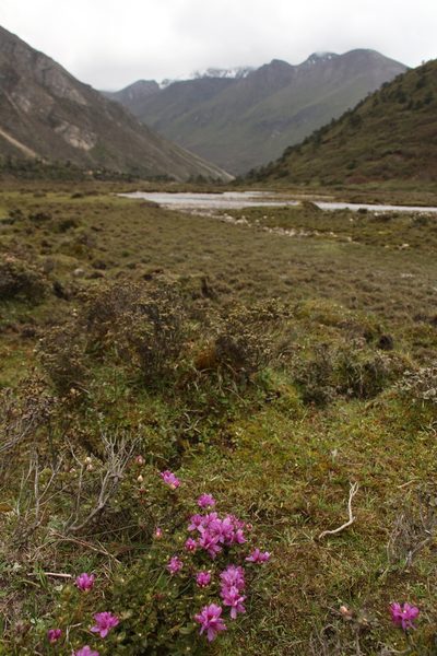 Rhododendron setosum, photographed by Siddarth Machado