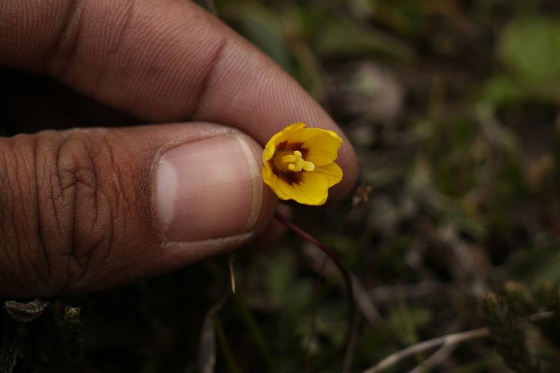 Gagea flavonutans, photographed by Siddarth Machado