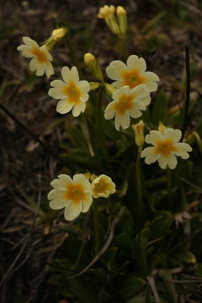 Primula dickieana, photographed by Siddarth Machado