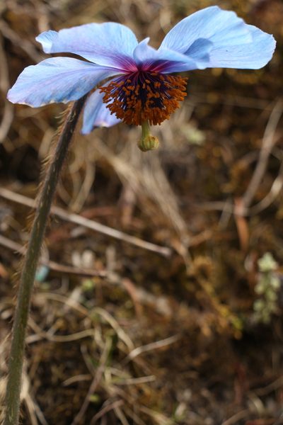 Meconopsis simplicifolia, photographed by Siddarth Machado