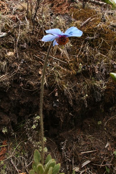 Meconopsis simplicifolia, photographed by Siddarth Machado
