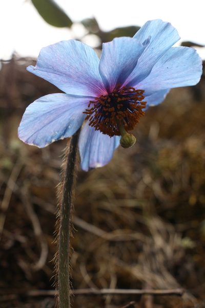 Meconopsis simplicifolia, photographed by Siddarth Machado