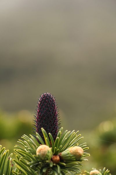 Abies densa, photographed by Siddarth Machado