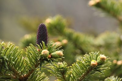 Abies densa, photographed by Siddarth Machado
