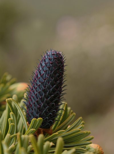 Abies densa, photographed by Siddarth Machado