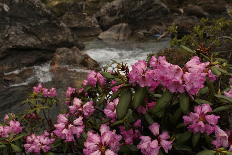 Rhododendron aeruginosum, photographed by Siddarth Machado