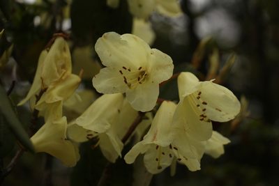Rhododendron campylocarpum, photographed by Siddarth Machado