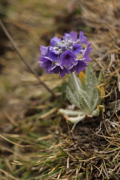 Primula capitata, photographed by Siddarth Machado
