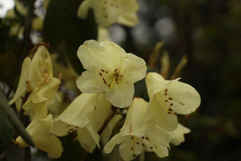 Rhododendron campylocarpum, photographed by Siddarth Machado