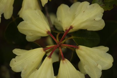 Rhododendron campylocarpum, photographed by Siddarth Machado
