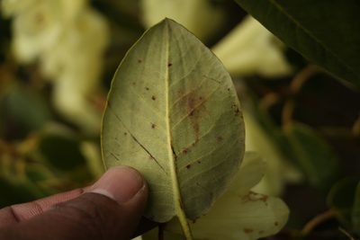 Rhododendron campylocarpum, photographed by Siddarth Machado