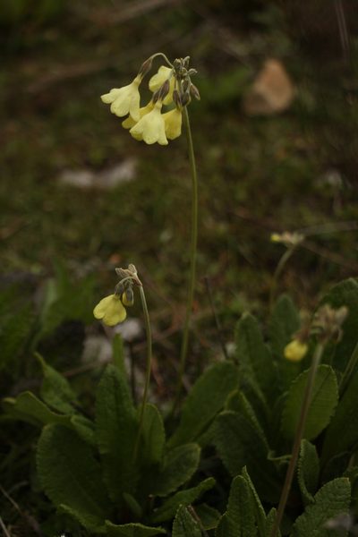 Primula sikkimensis, photographed by Siddarth Machado