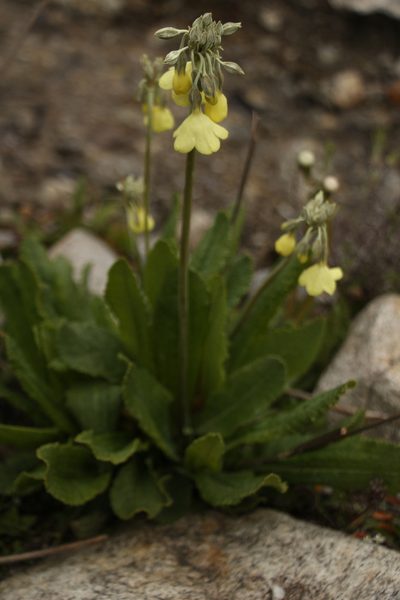 Primula sikkimensis, photographed by Siddarth Machado