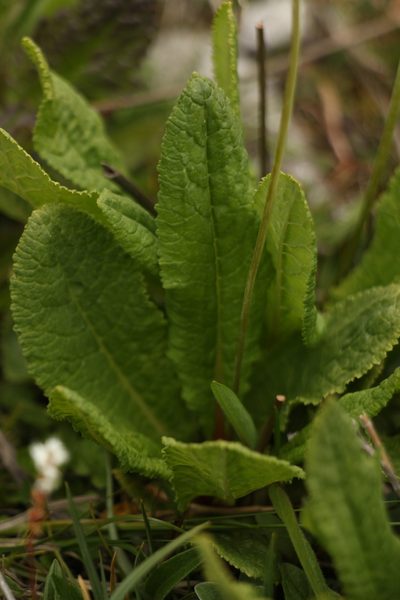Primula sikkimensis, photographed by Siddarth Machado