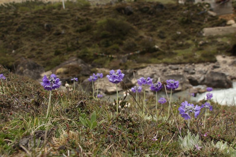 Primula capitata, photographed by Siddarth Machado