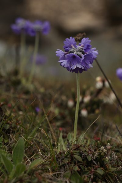 Primula capitata, photographed by Siddarth Machado