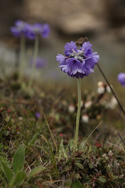 Primula capitata, photographed by Siddarth Machado