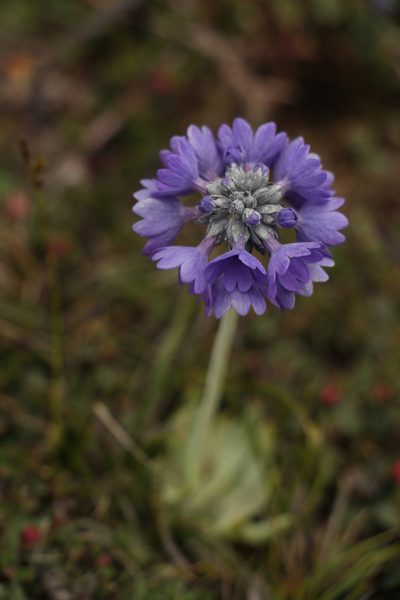 Primula capitata, photographed by Siddarth Machado