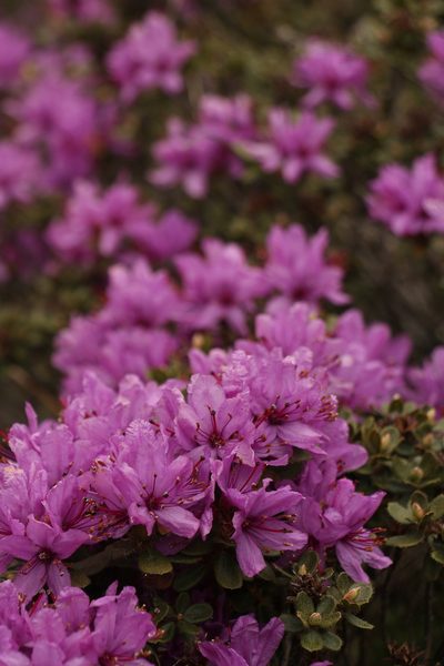 Rhododendron setosum, photographed by Siddarth Machado