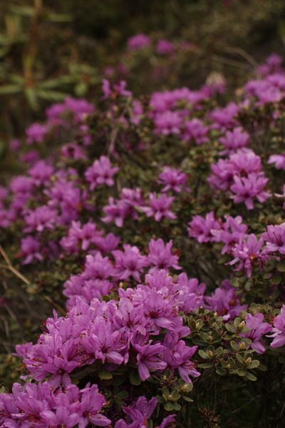 Rhododendron setosum, photographed by Siddarth Machado