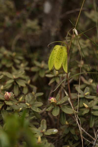 Fritillaria cirrhosa, photographed by Siddarth Machado