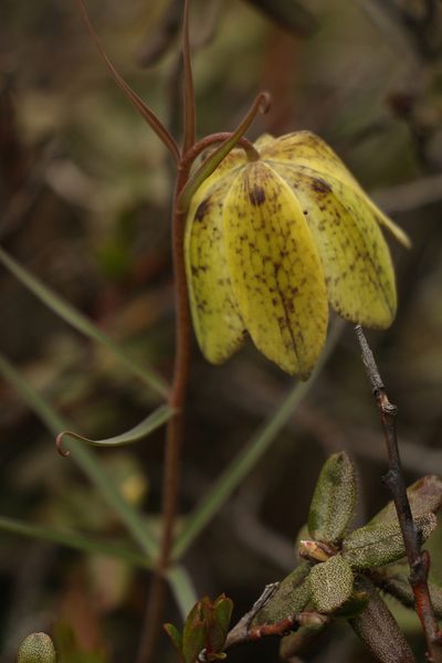 Fritillaria cirrhosa, photographed by Siddarth Machado