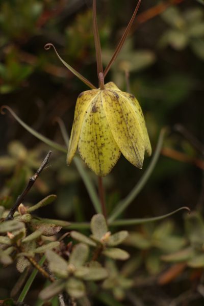Fritillaria cirrhosa, photographed by Siddarth Machado