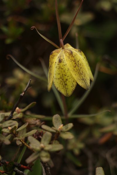 Fritillaria cirrhosa, photographed by Siddarth Machado