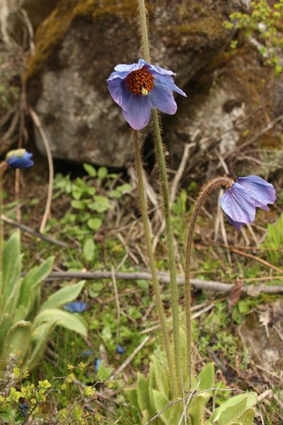 Meconopsis simplicifolia, photographed by Siddarth Machado