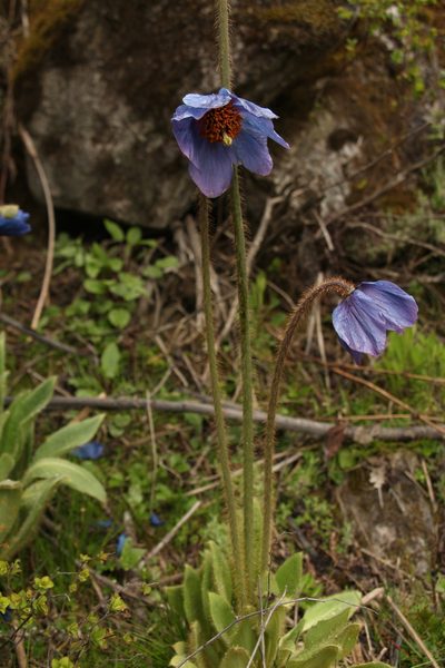 Meconopsis simplicifolia, photographed by Siddarth Machado