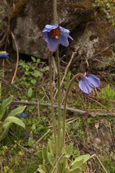 Meconopsis simplicifolia, photographed by Siddarth Machado