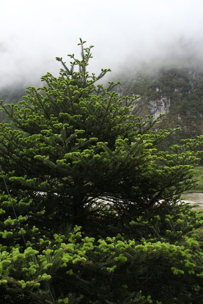 Abies densa, photographed by Siddarth Machado