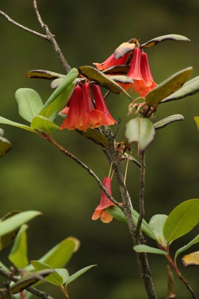 Rhododendron cinnabarinum, photographed by Siddarth Machado