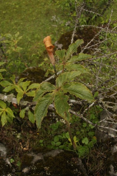 Arisaema nepenthoides, photographed by Siddarth Machado