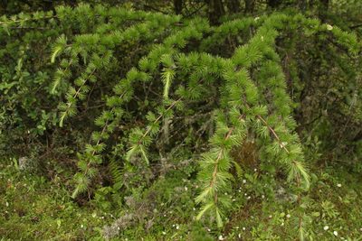 Larix griffithii, photographed by Siddarth Machado
