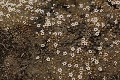 Androsace tapete, photographed by Siddarth Machado
