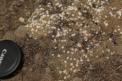 Androsace tapete, photographed by Siddarth Machado