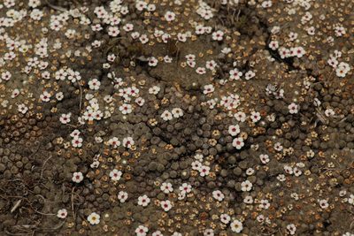 Androsace tapete, photographed by Siddarth Machado