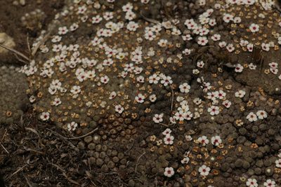 Androsace tapete, photographed by Siddarth Machado