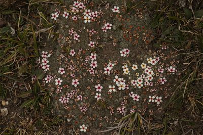 Androsace tapete, photographed by Siddarth Machado