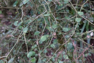 Melicytus micranthus, photographed by John Barkla