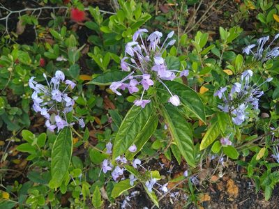 Pseuderanthemum graciliflorum, photographed by Linzy L.