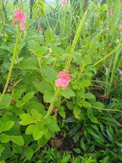 Stachytarpheta mutabilis, photographed by Linzy L.