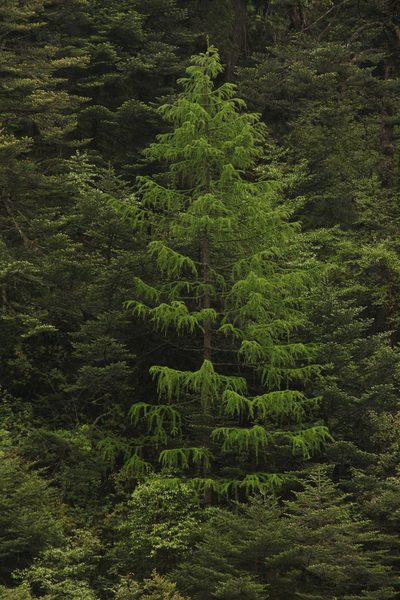 Larix griffithii, photographed by Siddarth Machado