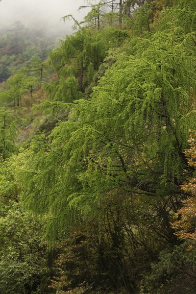 Larix griffithii, photographed by Siddarth Machado