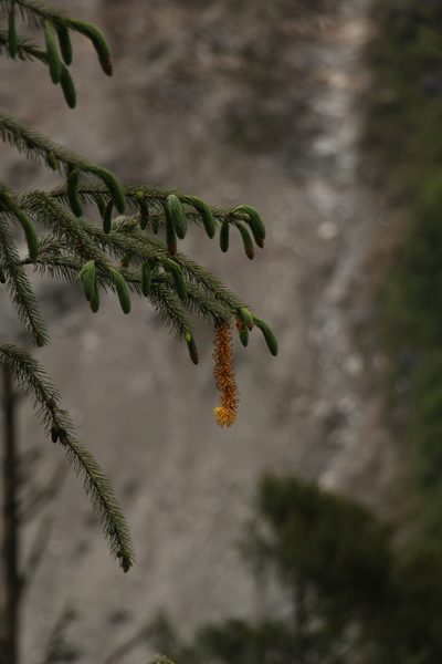 Picea spinulosa, photographed by Siddarth Machado