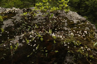 Pleione hookeriana, photographed by Siddarth Machado