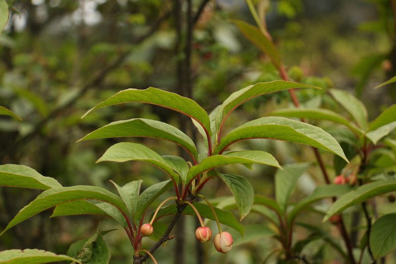 Schisandra grandiflora, photographed by Siddarth Machado