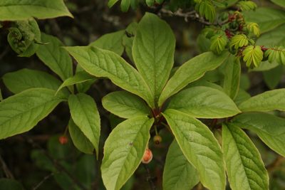 Schisandra grandiflora, photographed by Siddarth Machado